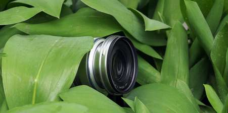A camera hidden amidst some leaves