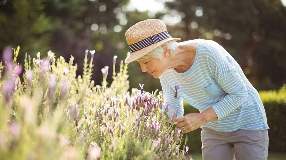 Elderly woman smelling lavender flowers