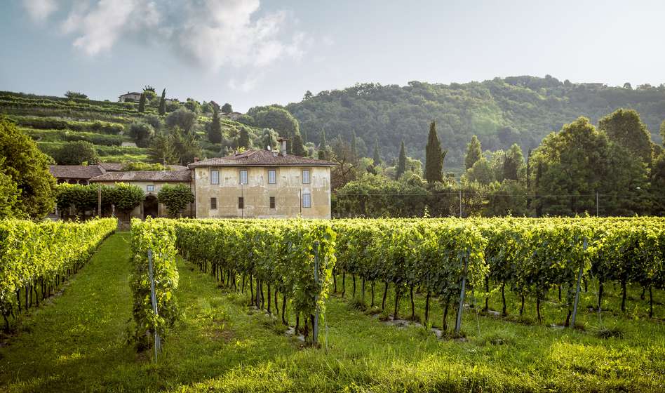 Picture of a french Vineyard