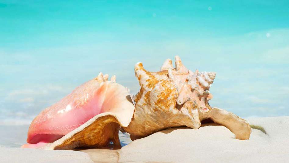 Seashells on a picturesque beach