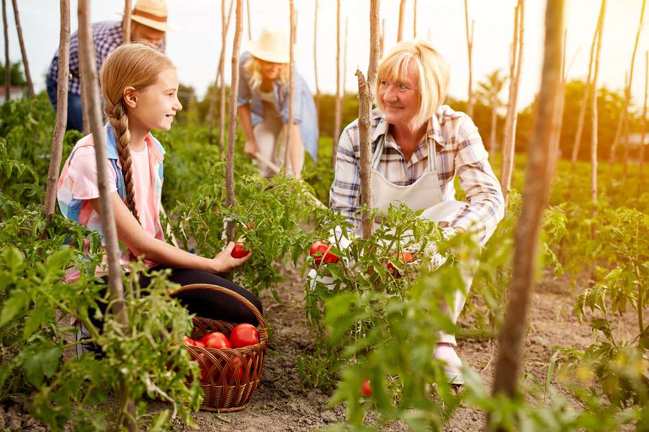 Family on a farm picking up vegetables