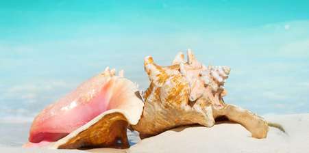 Seashells on a picturesque beach