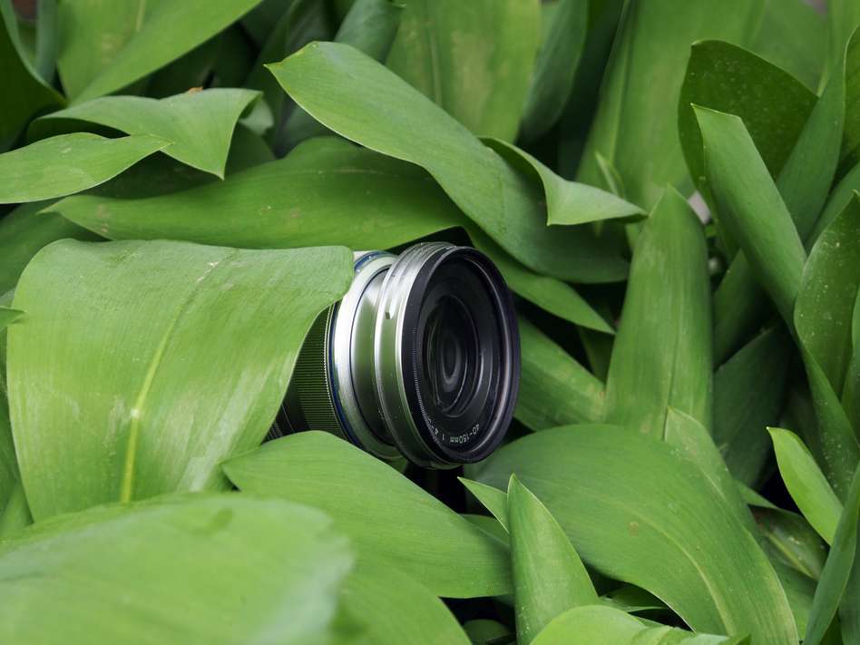 A camera hidden amidst some leaves